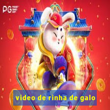 video de rinha de galo